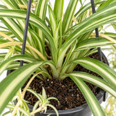 Chlorophytum Comosum Variegatum, Nahaufnahme Wuchs und Triebansatz