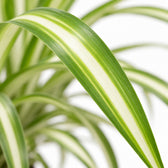 Chlorophytum, Nahaufnahme Blatt