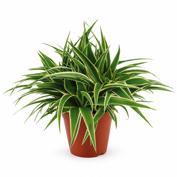 Chlorophytum Ocean (25cm, Ø15cm) im Kulturtopf