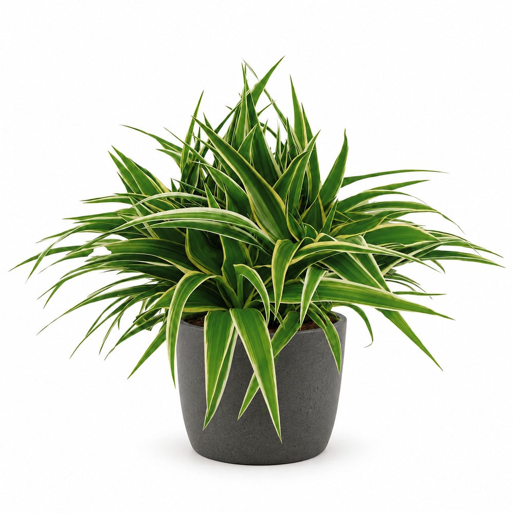Chlorophytum Ocean (25cm, Ø15cm), Stylingbeispiel im Übertopf (Übertopf nicht enthalten)