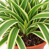 Chlorophytum Ocean, Nahaufnahme Wuchs und Triebansatz