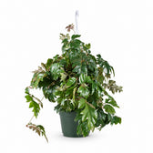 Cissus Rhombifolia Ellen Danica (70cm, Ø17cm) im Kulturtopf