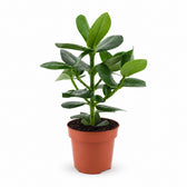 Clusia Rosea Princess (15cm, Ø12cm) im Kulturtopf