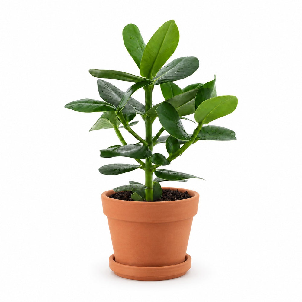 Clusia Rosea Princess (15cm, Ø12cm), Stylingbeispiel im Übertopf (Übertopf nicht enthalten)