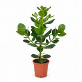 Clusia Rosea Princess (60cm, Ø17cm) im Kulturtopf