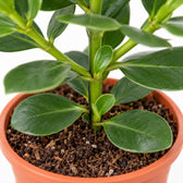 Clusia Rosea Princess, Nahaufnahme Wuchs und Triebansatz