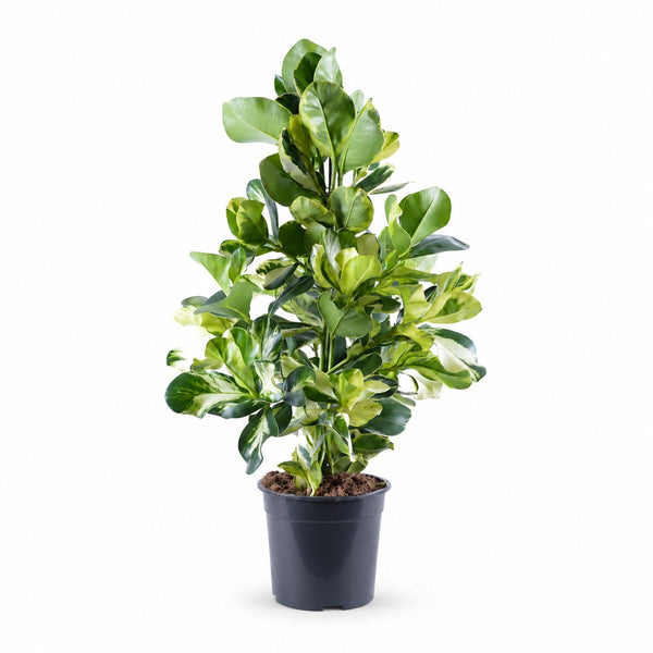 Clusia Rosea White Star (95cm, Ø24cm) im Kulturtopf