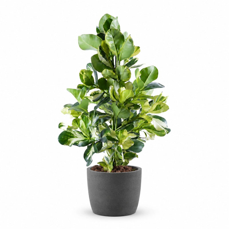 Clusia Rosea White Star Detail