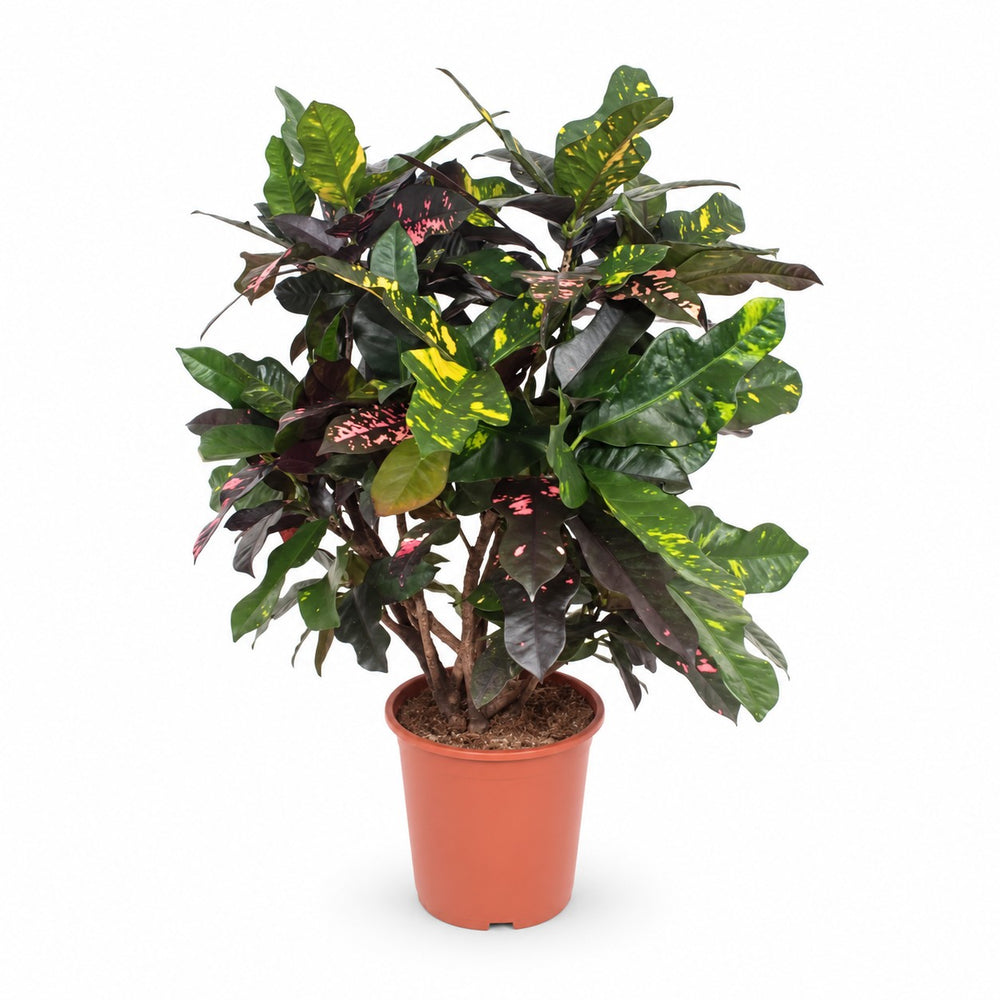 Codiaeum Magnificent (Croton Magnificent) (110cm, Ø27cm) im Kulturtopf