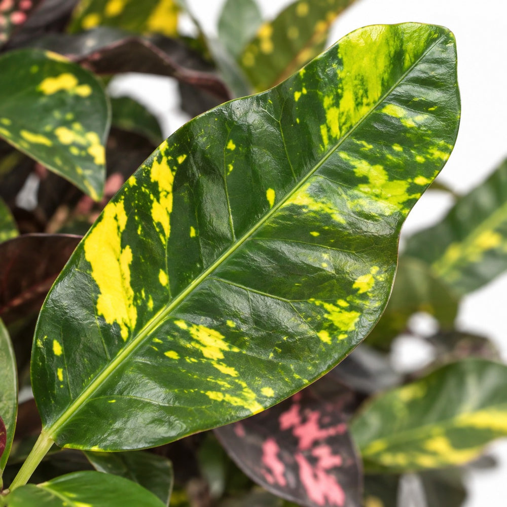 Codiaeum Magnificent (Croton Magnificent), Nahaufnahme Blatt