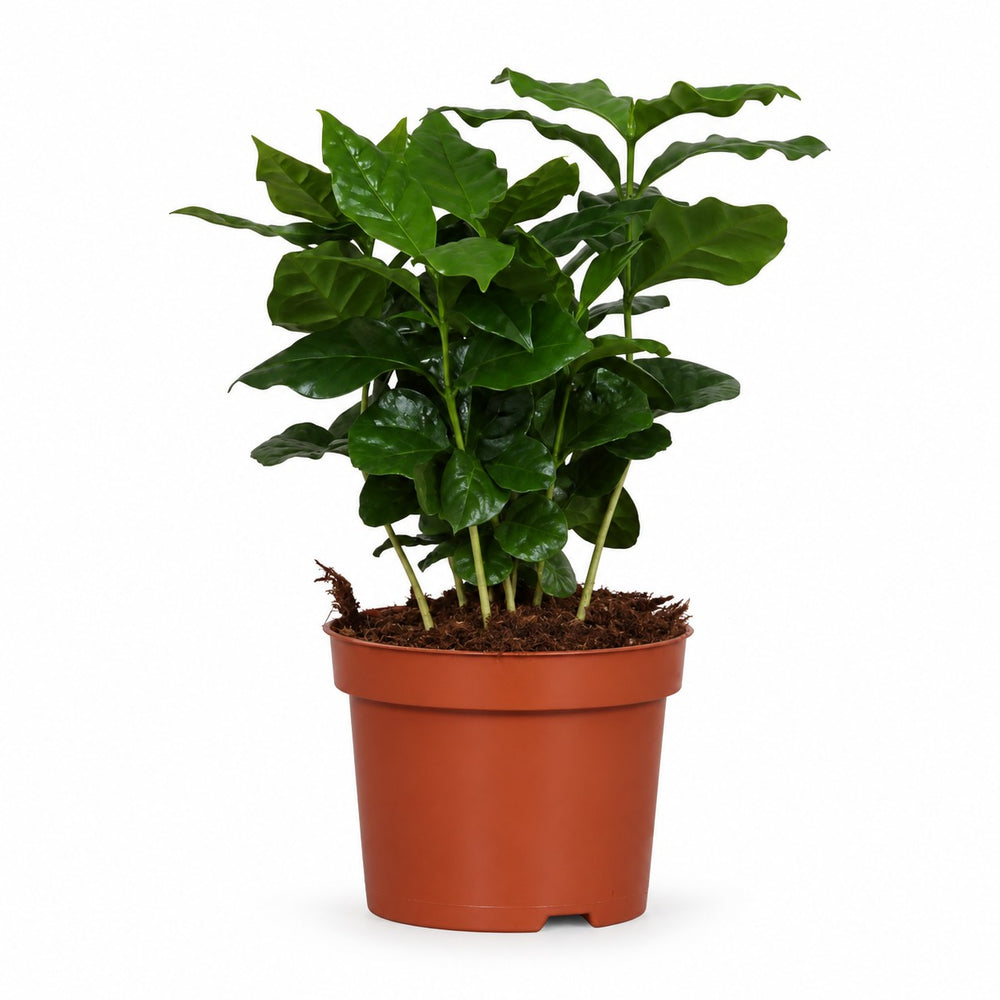 Coffea Arabica (25cm, Ø12cm) im Kulturtopf