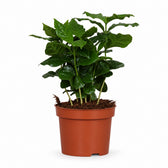 Coffea Arabica (25cm, Ø12cm) im Kulturtopf