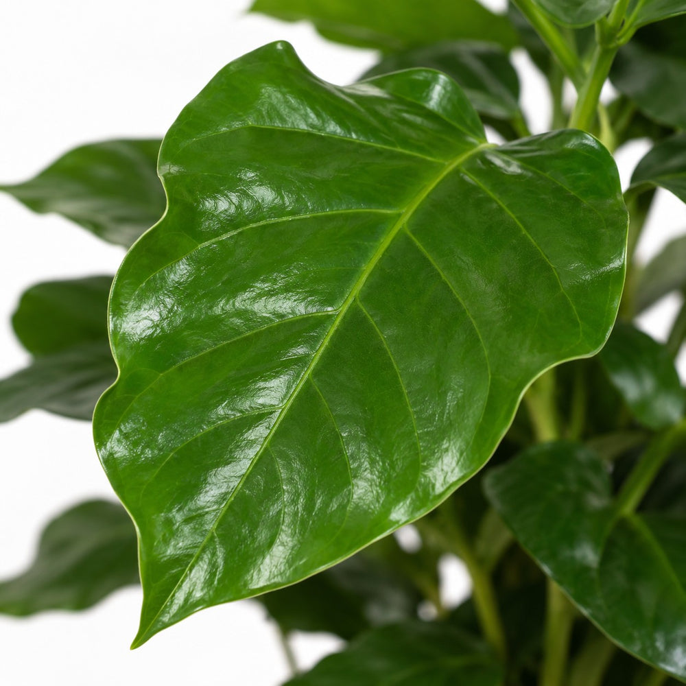 Coffea Arabica (25cm, Ø12cm), Nahaufnahme Blatt