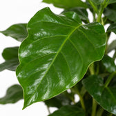 Coffea Arabica (25cm, Ø12cm), Nahaufnahme Blatt