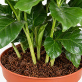 Coffea Arabica (25cm, Ø12cm), Nahaufnahme Wuchs und Triebansatz