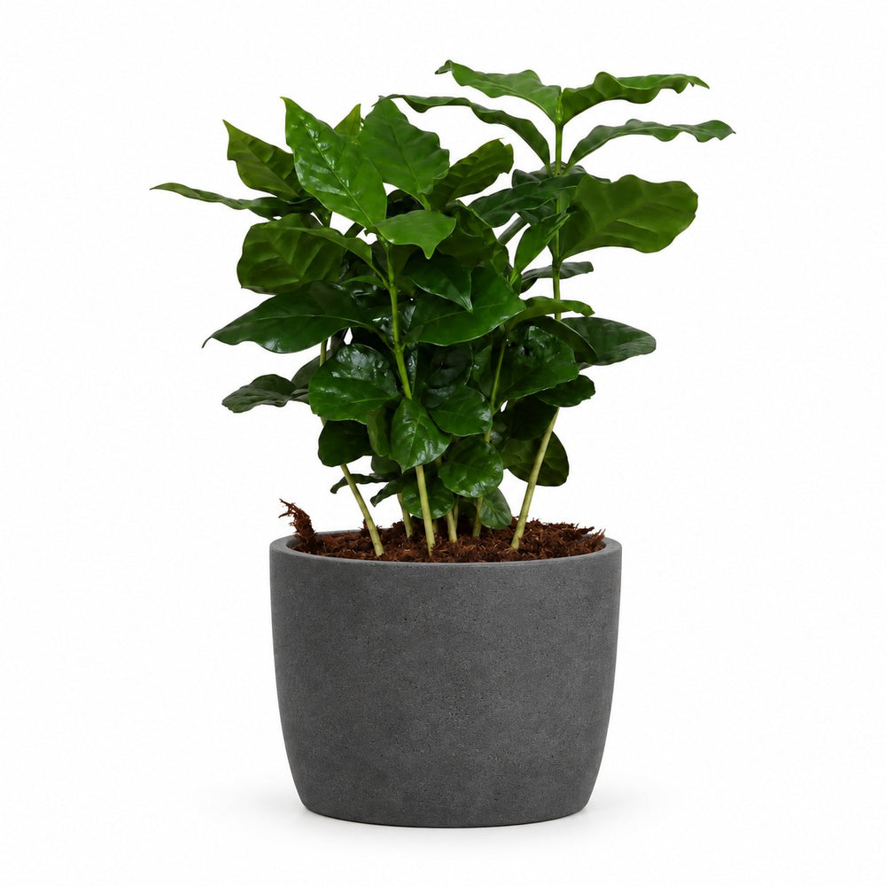 Coffea Arabica (25cm, Ø12cm), Stylingbeispiel im Übertopf (Übertopf nicht enthalten)