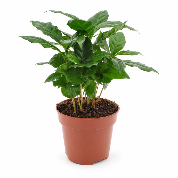 Coffea Arabica (30cm, Ø12cm) im Kulturtopf