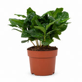 Coffea Arabica Kaffeepflanze - 22cm im Kulturtopf