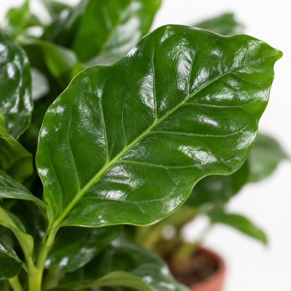 Coffea Arabica Kaffeepflanze, Nahaufnahme Blatt
