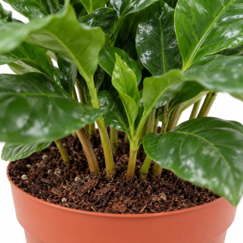 Coffea Arabica Kaffeepflanze, Nahaufnahme Wuchs und Triebansatz