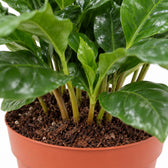 Coffea Arabica Kaffeepflanze, Nahaufnahme Wuchs und Triebansatz