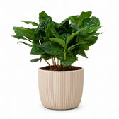 Coffea Arabica Kaffeepflanze - 22cm, Stylingbeispiel im Übertopf (Übertopf nicht enthalten)