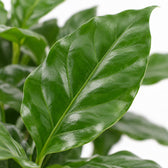Coffea Arabica, Nahaufnahme Blatt