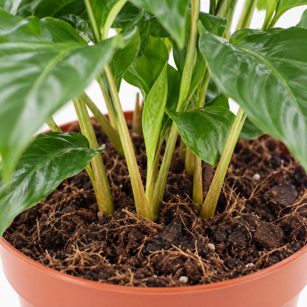 Coffea Arabica, Nahaufnahme Wuchs und Triebansatz