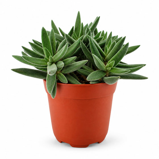 Crassula Tenelli