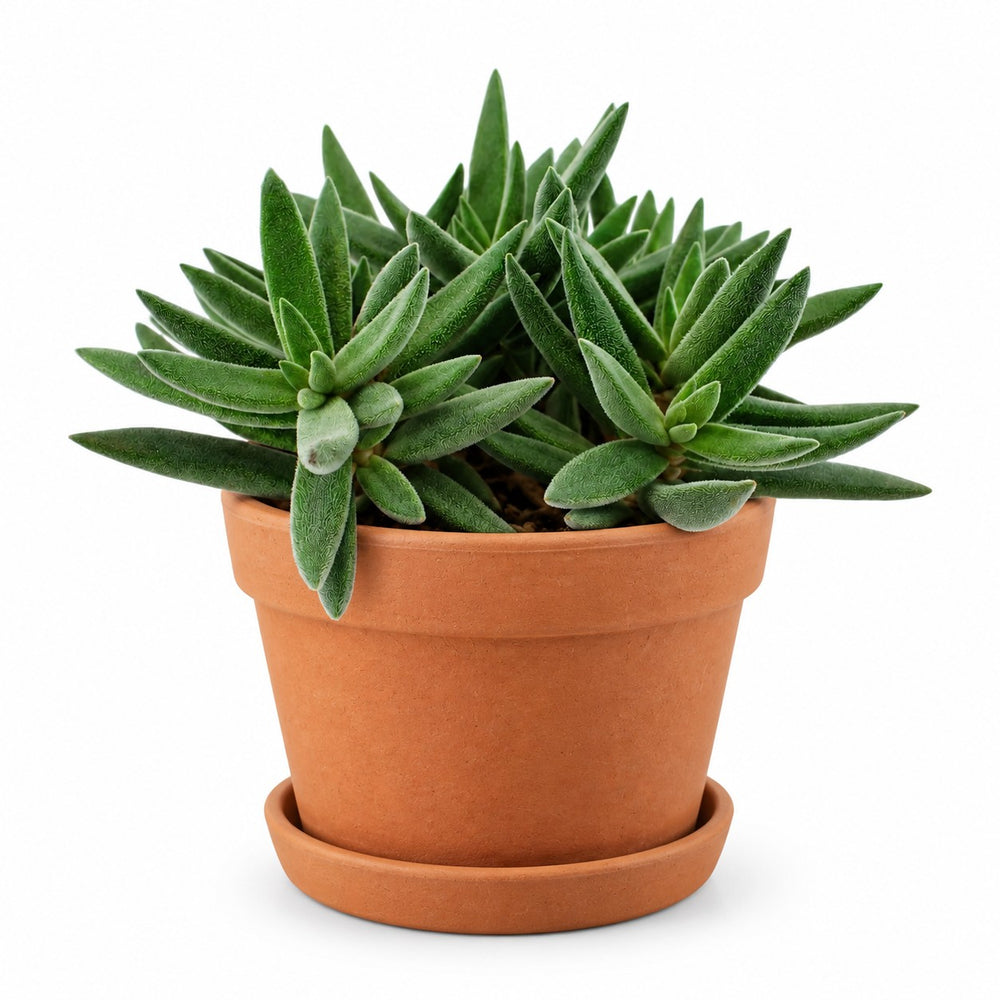 Crassula Tenelli (15cm, Ø11cm), Stylingbeispiel im Übertopf (Übertopf nicht enthalten)
