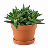 Crassula Tenelli (15cm, Ø11cm), Stylingbeispiel im Übertopf (Übertopf nicht enthalten)