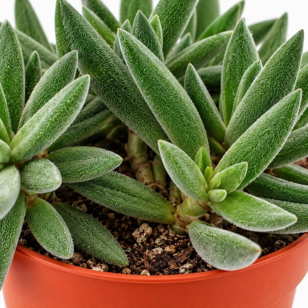 Crassula Tenelli, Nahaufnahme Wuchs und Triebansatz