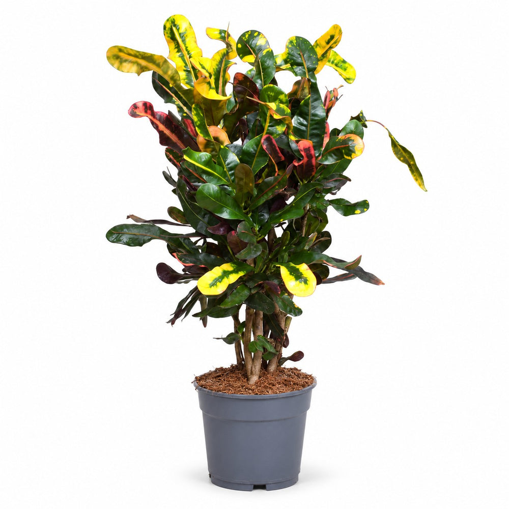 Croton Mammi (60cm, Ø17cm) im Kulturtopf