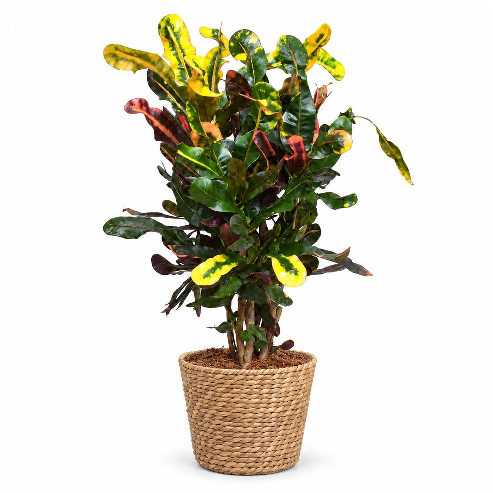 Croton Mammi (60cm, Ø17cm), Stylingbeispiel im Übertopf (Übertopf nicht enthalten)