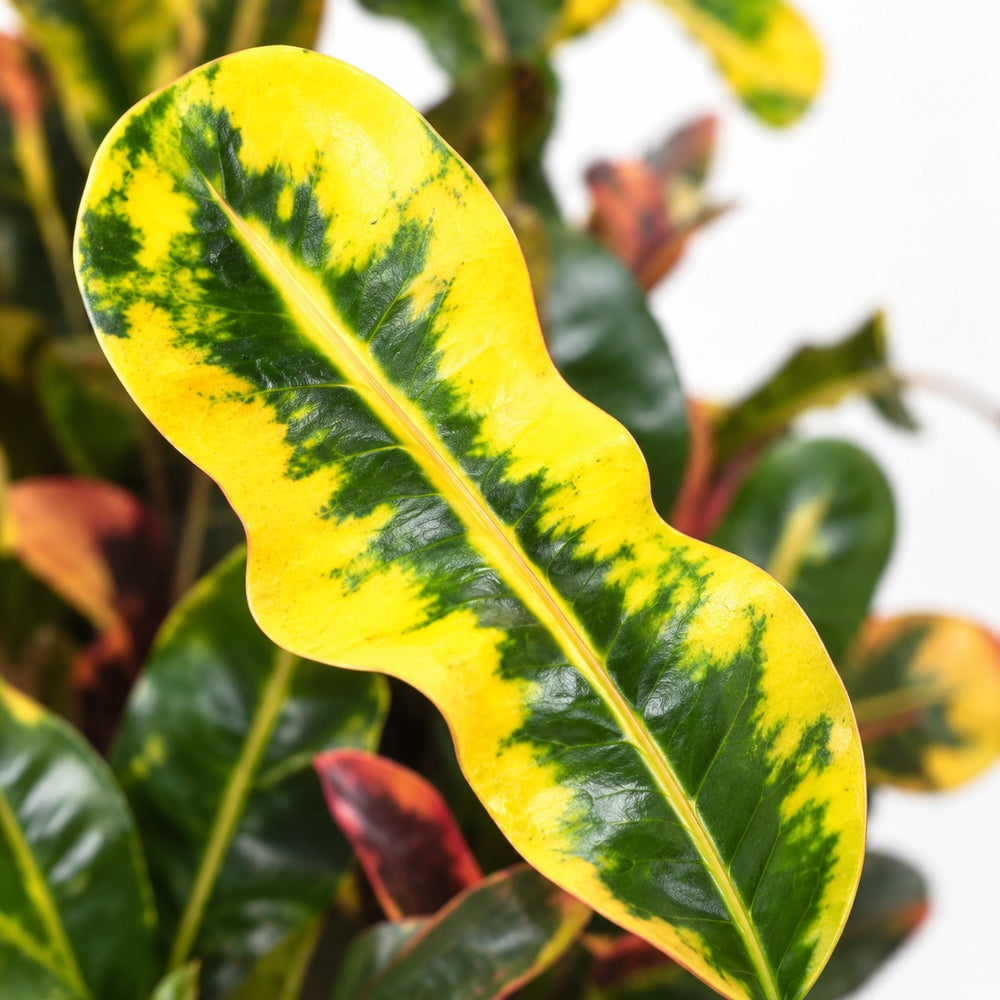 Croton Mammi, Nahaufnahme Blatt