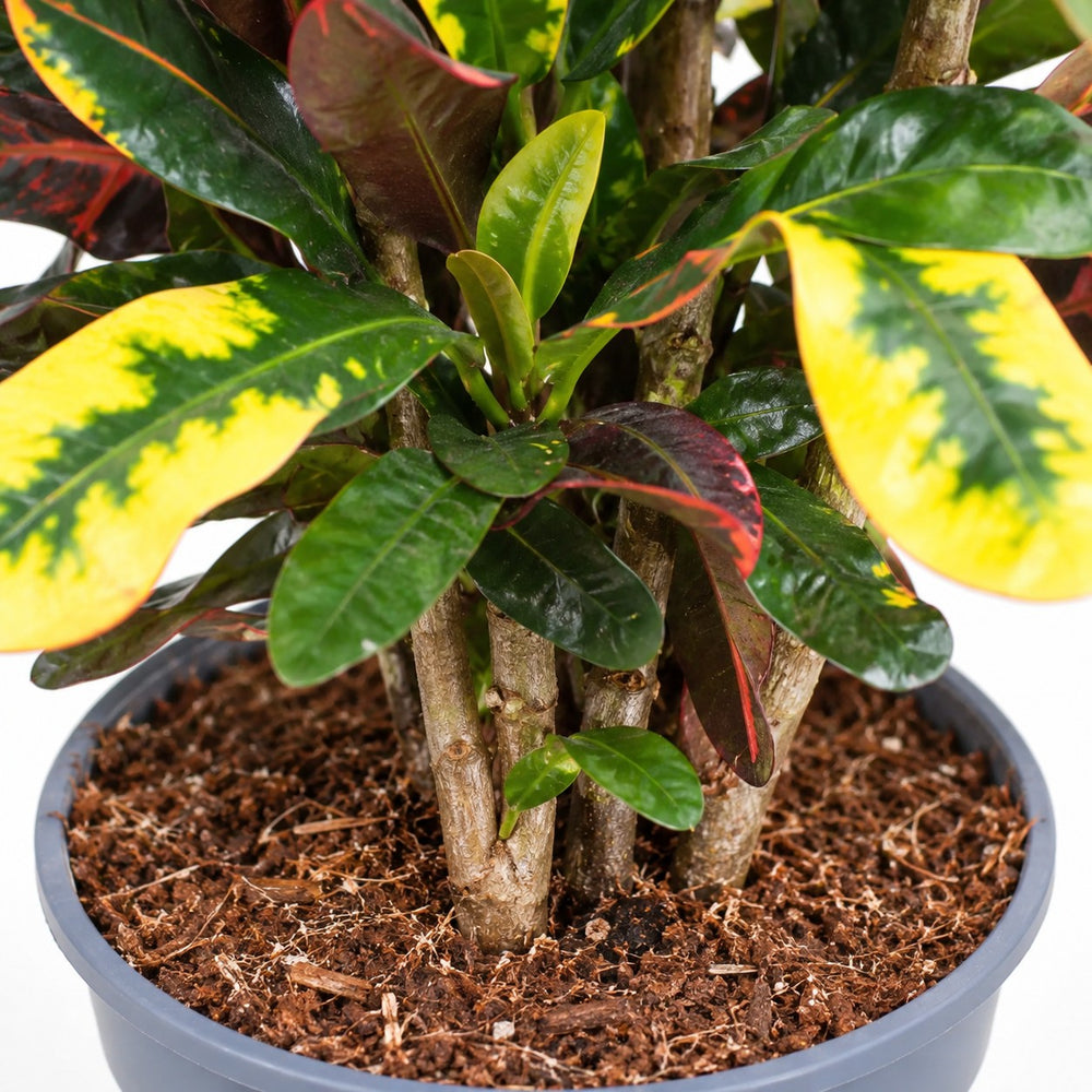 Croton Mammi, Nahaufnahme Wuchs und Triebansatz