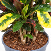 Croton Mammi, Nahaufnahme Wuchs und Triebansatz