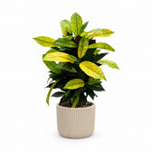 Croton Mrs. Iceton (65cm, Ø17cm), Stylingbeispiel im Übertopf (Übertopf nicht enthalten)