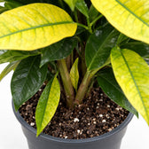 Croton Mrs. Iceton, Nahaufnahme Wuchs und Triebansatz