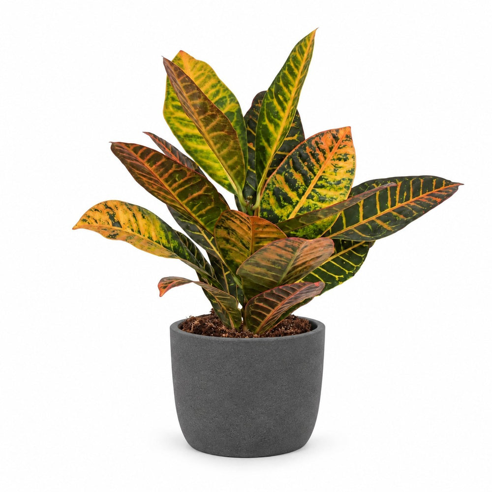 Croton Petra (45cm, Ø17cm), Stylingbeispiel im Übertopf (Übertopf nicht enthalten)