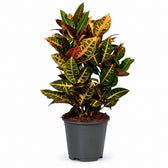 Croton Petra (55cm, Ø17cm) im Kulturtopf