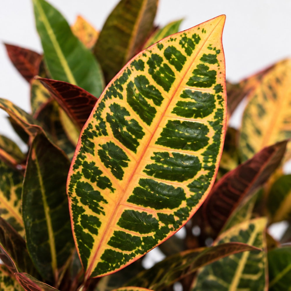 Croton Petra (55cm, Ø17cm), Nahaufnahme Blatt
