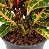 Croton Petra (55cm, Ø17cm), Nahaufnahme Wuchs und Triebansatz