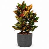 Croton Petra (55cm, Ø17cm), Stylingbeispiel im Übertopf (Übertopf nicht enthalten)