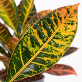 Croton Petra, Nahaufnahme Blatt