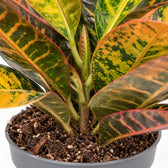Croton Petra, Nahaufnahme Wuchs und Triebansatz