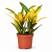 Croton Sunny Star (30cm, Ø12cm) im Kulturtopf