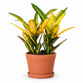Croton Sunny Star (30cm, Ø12cm), Stylingbeispiel im Übertopf (Übertopf nicht enthalten)