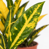 Croton Sunny Star, Nahaufnahme Blatt
