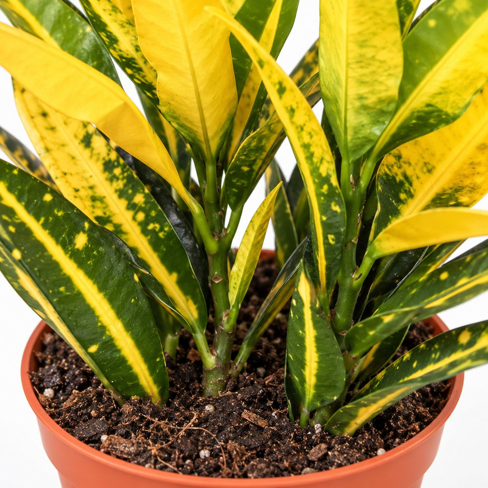 Croton Sunny Star, Nahaufnahme Wuchs und Triebansatz